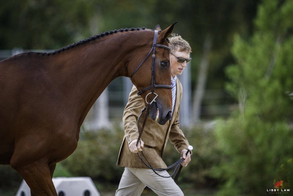 Quantum Leap at the first horse inspection. Libby Law Photo.