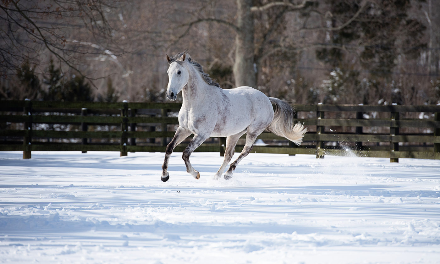 Prepare Your Horse for Winter with Emily and Dr. Jeff Beshear