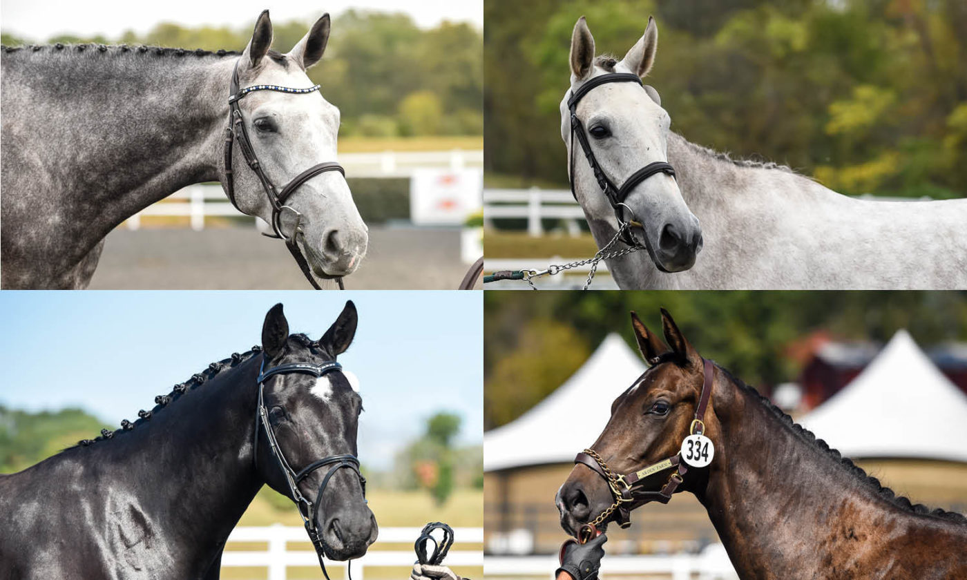 Babies On Parade: The Future Event Horse National Champions