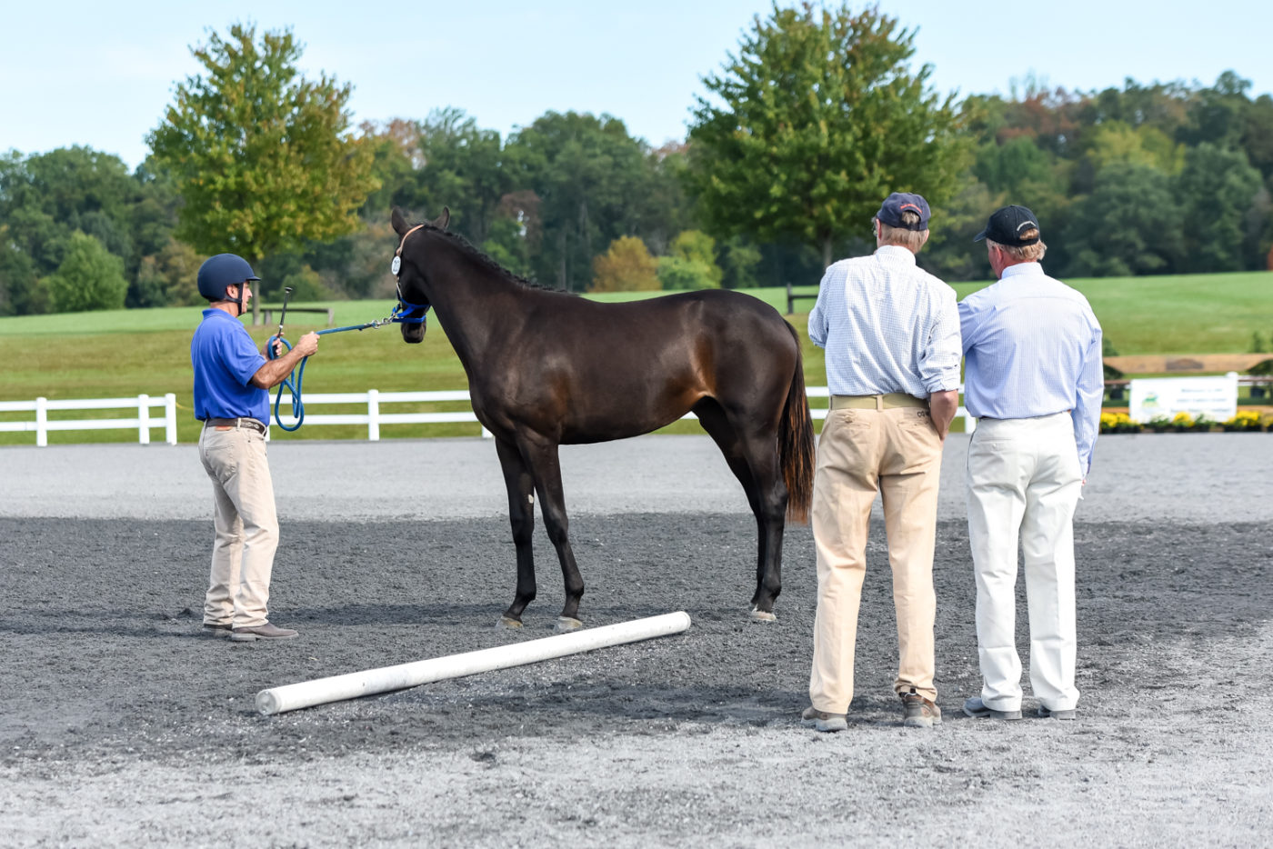 Future Event Horse Judging with Susan Graham White