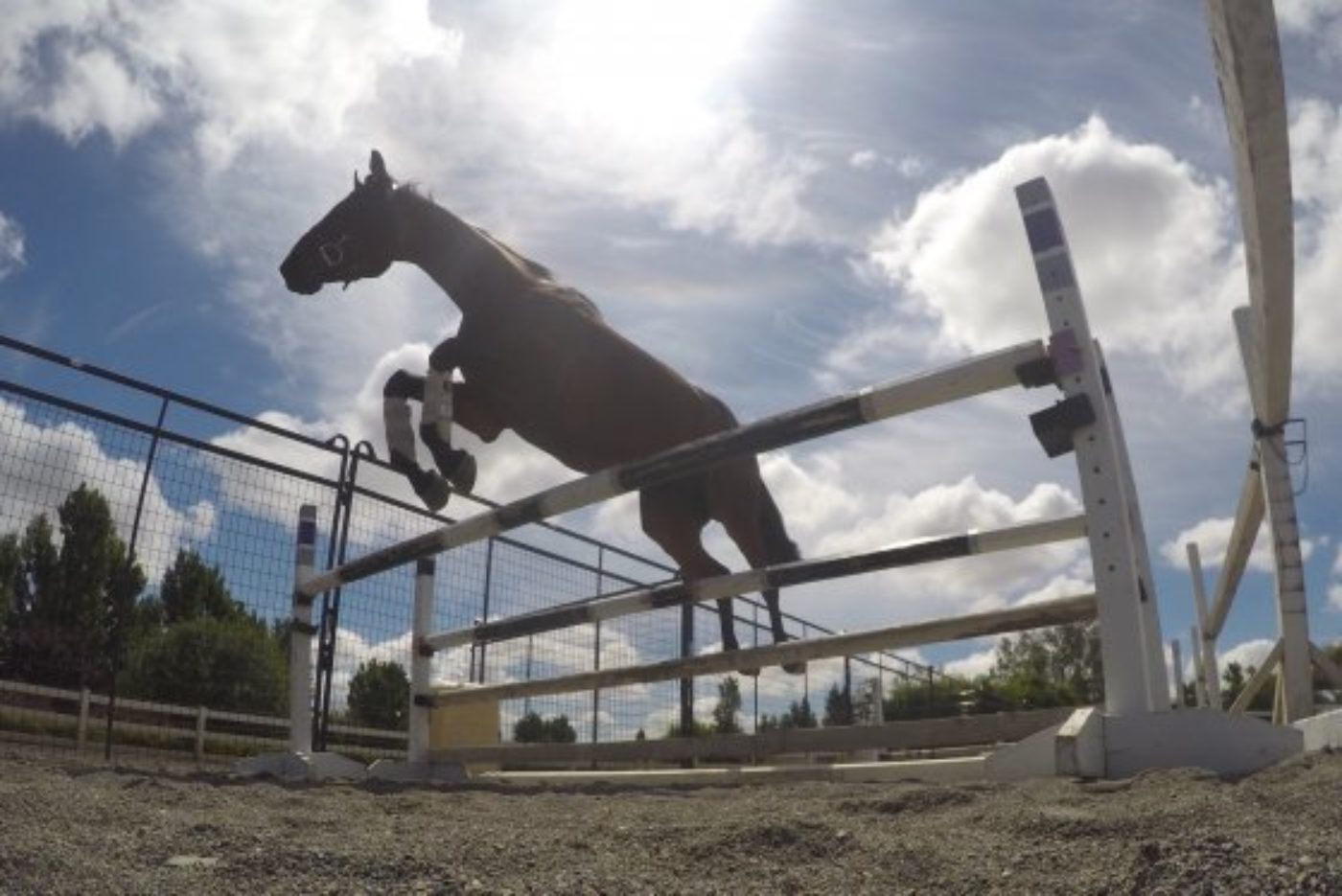 Future Event Horse Free Jumping Clinic at Dragonfire Farm