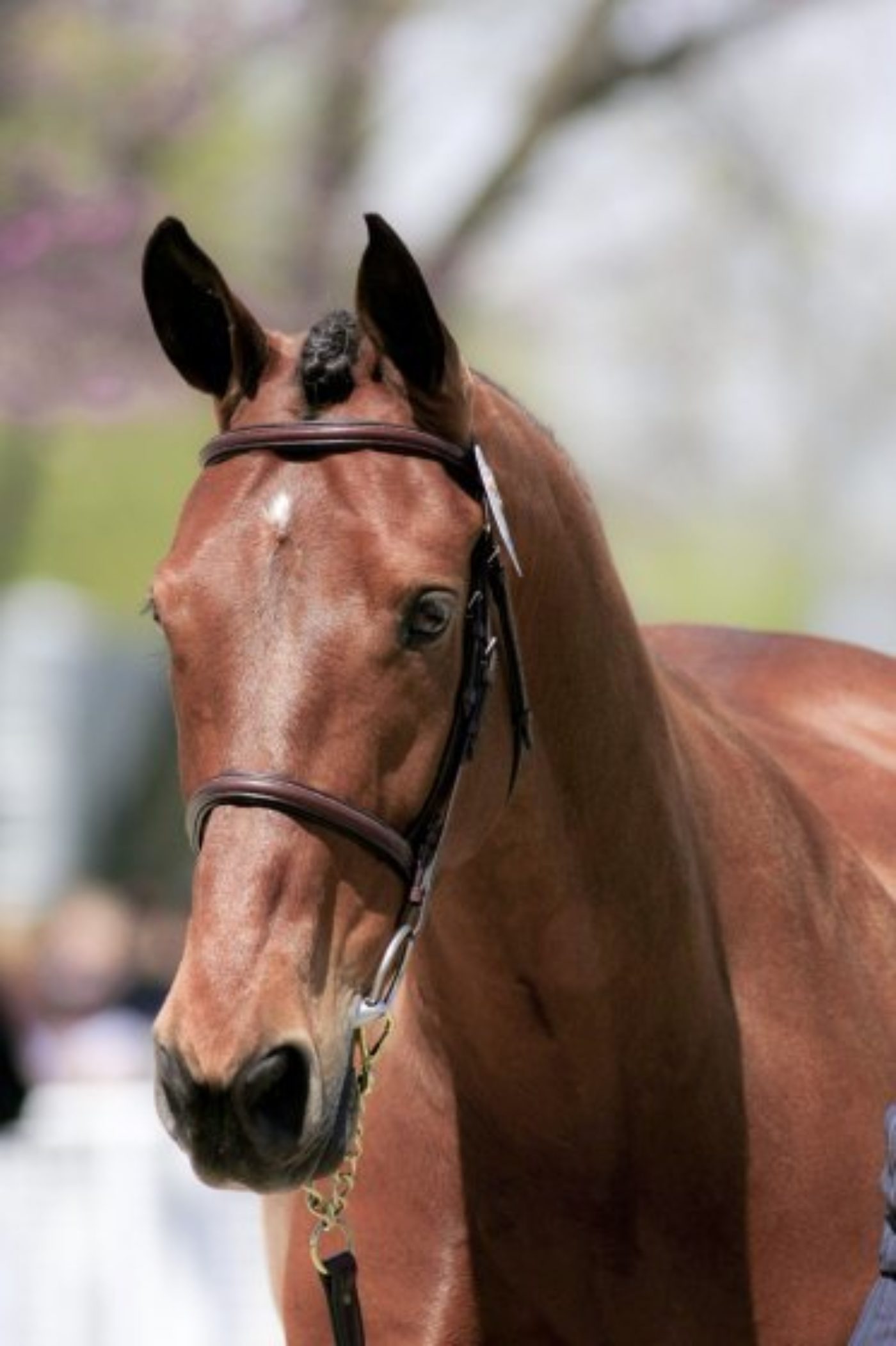 Ballynoe Castle RM: Highest Scoring U.S. Event Horse