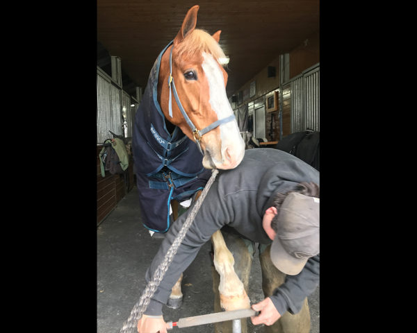 VIDEO: Form to Function for the Event Horse: Hoof Care and Anatomy with Bill Merfy