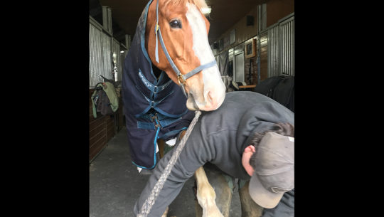 VIDEO: Form to Function for the Event Horse: Hoof Care and Anatomy with Bill Merfy