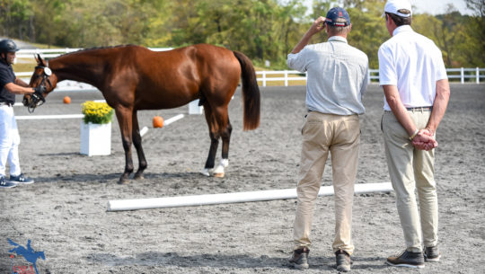 Future Event Horse Judging