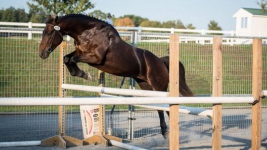 Video: Future Event Horse Introduction to Free Jumping