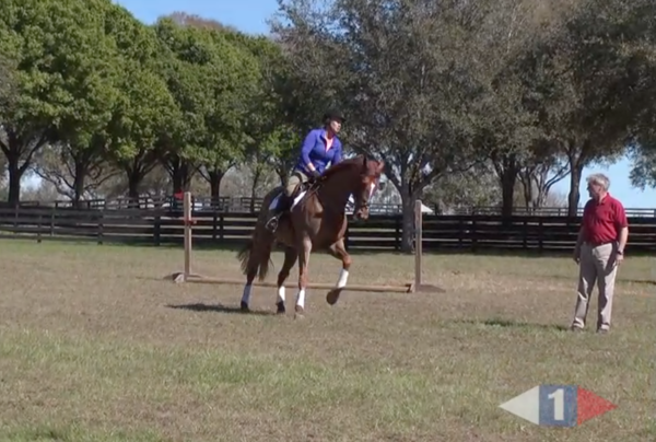 VIDEO: Eventing Training Online Presents Stride Control with Yogi Breisner