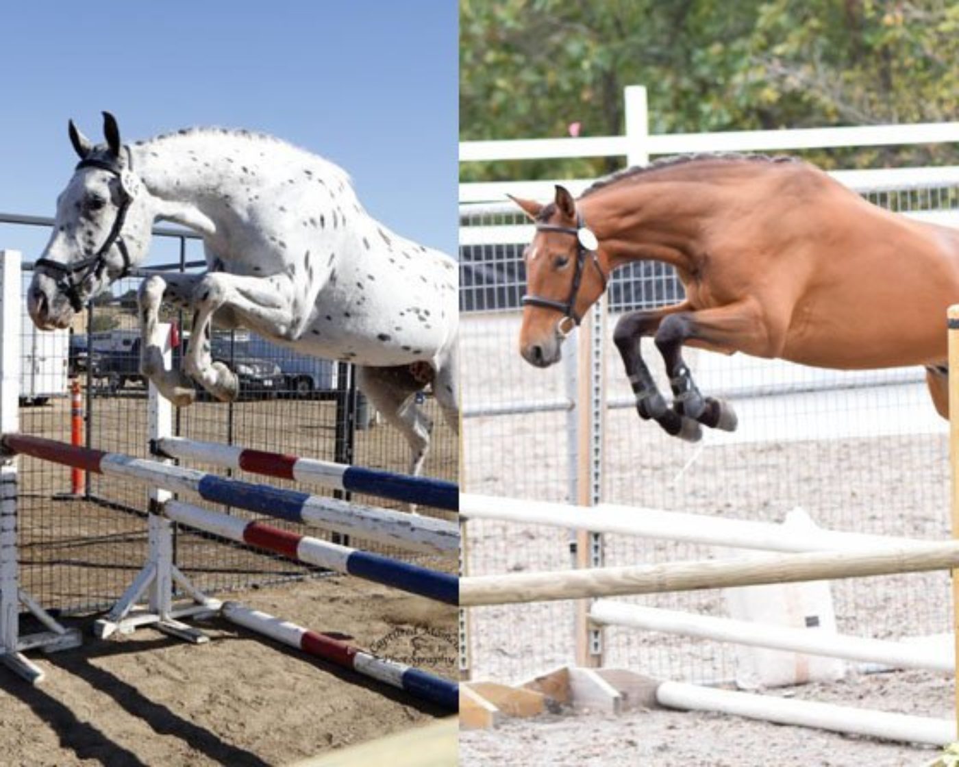 Get to Know Your 2016 Future Event Horse Champions, See Spot Fly and Beall Spring Shamrock